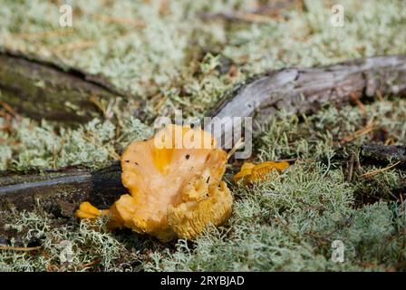 Chanterelles dorées poussant parmi le lichen de renne gris à côté des racines de pin dans la forêt en été. Banque D'Images