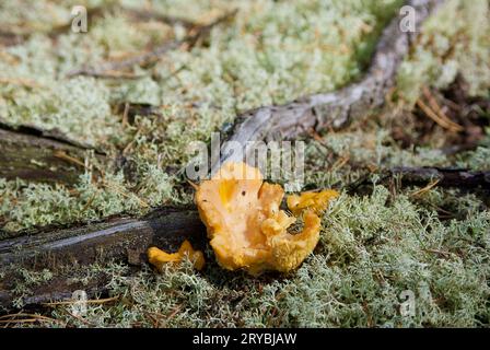 Chanterelles dorées poussant parmi le lichen de renne gris à côté des racines de pin dans la forêt en été. Banque D'Images