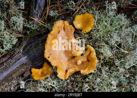 Chanterelles dorées poussant parmi le lichen de renne gris à côté des racines de pin dans la forêt en été. Banque D'Images