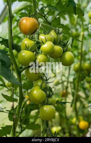 Beaucoup de tomates vertes non mûres poussant en serre Banque D'Images