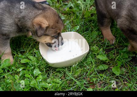 Berger allemand type un chiot chien buvant du lait dans le bol Banque D'Images