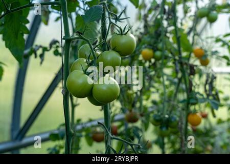 Beaucoup de tomates vertes non mûres poussant en serre Banque D'Images