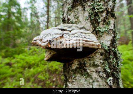 Gros plan de champignon de sabot poussant sur un tronc de bouleau au printemps et le paysage forestier comme arrière-plan. Banque D'Images