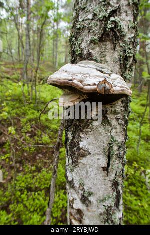 Gros plan de champignon de sabot poussant sur un tronc de bouleau au printemps et le paysage forestier comme arrière-plan. Banque D'Images