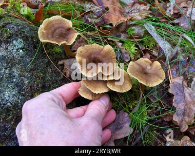 Cueillette de chanterelles fraîches en entonnoir dans la forêt en automne. Banque D'Images