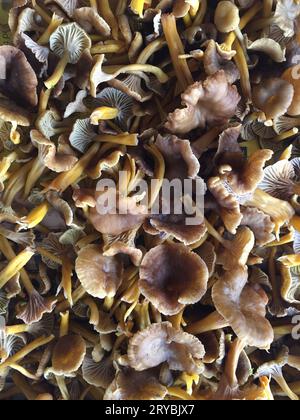 Gros plan de chanterelles en entonnoir fraîchement cueillies en automne. Banque D'Images