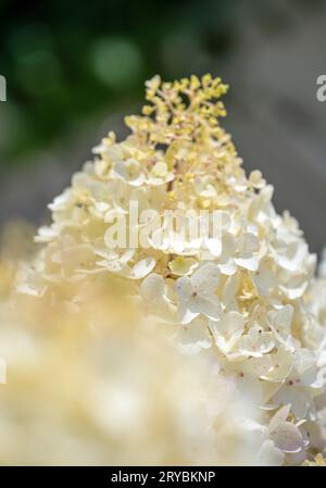 Gros plan d'un amas de fleurs blanches sur un arbuste Hydrangea Banque D'Images