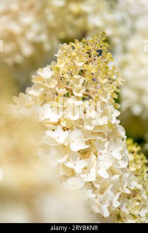 Gros plan d'un amas de fleurs blanches sur un arbuste Hydrangea Banque D'Images