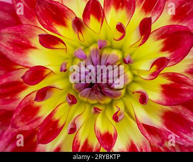 Un gros plan o une belle fleur de Dahlia rouge et jaune Banque D'Images