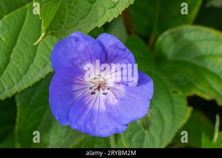 Gros plan d'une fleur de géranium sauvage, également connue sous le nom de Cranesbill Banque D'Images
