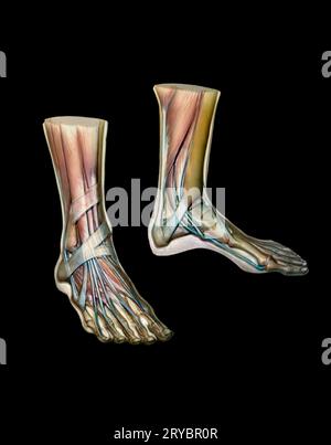 jambes vue médicale des muscles, des veines, des artères, des tendons, utilisé pour enseigner aux étudiants à l'école dans la classe d'anatomie Banque D'Images