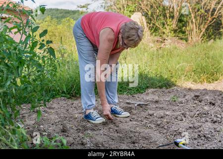 Une agricultrice sème des graines d’épinards dans son jardin rural par une journée d’été ensoleillée, en les plaçant doucement dans les trous du sol à la main Banque D'Images