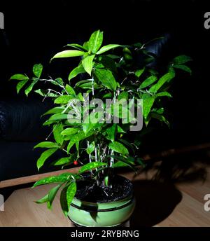 Bambou vert japonais Dracaena Surculosa plante d'intérieur avec une baie rouge dans un récipient. Banque D'Images