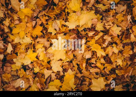 Feuilles mortes colorées sur le sol. Jaune d'automne, orange et rouge feuilles couvertes chemin dans le parc - photo d'en haut. Fond d'automne - vue de dessus. Banque D'Images