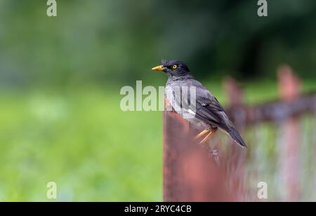 La jungle myna est un éleveur résident commun dans le sud de l'Asie tropicale du Népal, du Bangladesh, de l'Inde. Banque D'Images