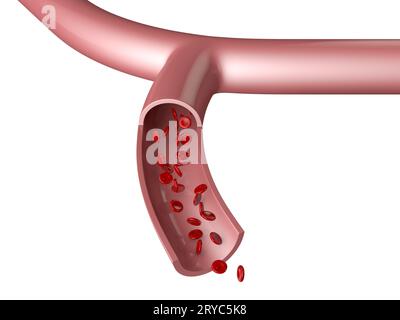 Vaisseau sanguin Banque D'Images