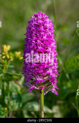 Anacamptis pyramidalis (Orchidée pyramidale) Banque D'Images