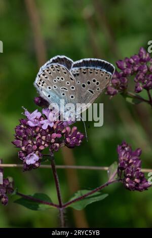 Grand papillon bleu (Maculinea arion), Banque D'Images