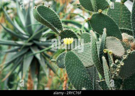 feuilles de cactus de poire de barbarie avec des fleurs jaunes et des fruits non mûrs Banque D'Images