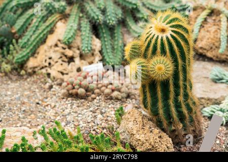 divers cactus et plantes succulentes dans le jardin botanique Banque D'Images