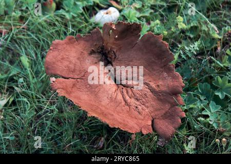 Calvatia cyathiformis, ou boulette à spores violettes, est une grande espèce saprobique comestible de Calvatia. Le corps fructifiant est au stade de la décomposition. Banque D'Images