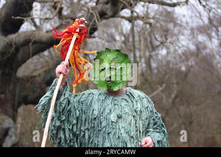 Green Man dans la forêt de Sherwood, Nottinghamshire, Angleterre, lors des célébrations de Wassailing, avec le chêne majeur visible en arrière-plan. Banque D'Images