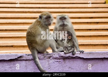 Une famille de macaques à longue queue (également appelés macaques mangeurs de crabes) aux grottes de Batu, en Malaisie Banque D'Images
