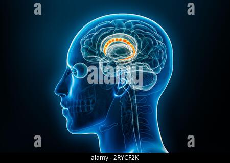 Vue de profil ou latérale radiologique du noyau caudé illustration de rendu 3D avec contours du corps masculin. Anatomie du cerveau humain, médecine, biologie, neurosciences Banque D'Images