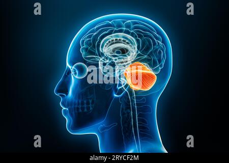 Vue de profil ou latérale de radiographie du cervelet illustration de rendu 3D avec contours du corps masculin. Anatomie du cerveau humain, médecine, biologie, science, neur Banque D'Images