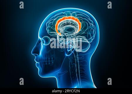 Vue latérale ou de profil par rayons X du gyrus cingulaire ou du cortex rendu 3D avec contours du corps. Cerveau humain et anatomie du système limbique, med Banque D'Images