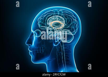 Vue de profil ou latérale radiologique de l'illustration de rendu 3D fornix avec contours du corps masculin. Anatomie du cerveau humain et du système limbique, médical, biologie, Banque D'Images