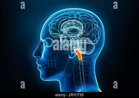 Vue de profil ou latérale radiologique de la médulla oblongata 3D avec contours du corps masculin. Anatomie du cerveau humain, médecine, biologie, scienc Banque D'Images