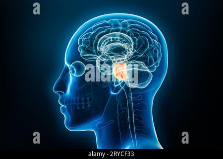 Vue de profil ou latérale radiologique de l'illustration de rendu 3D Pons avec contours du corps masculin. Anatomie du cerveau humain, médecine, biologie, science, neuroscien Banque D'Images