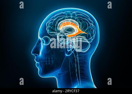 Vue du profil radiologique du ventricule latéral cérébral en 3D avec contours du corps masculin. Anatomie humaine, médecine, biologie, science, neurosciences Banque D'Images
