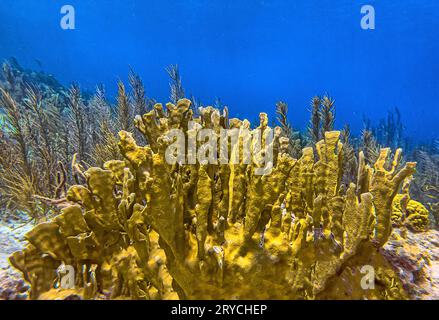 Les coraux de feu, Millepora sont un genre d'hydrocalaux coloniaux.Family Milleporidae. Banque D'Images