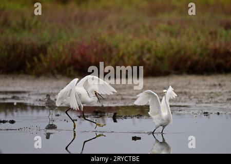 Un Snowy Egret en chasse un autre Banque D'Images