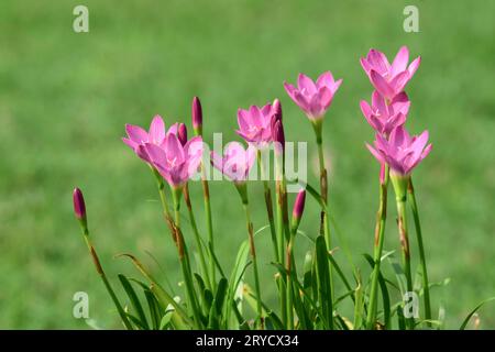 Beaucoup de fleurs de lys de pluie de couleur rose fleurissant avec des bourgeons avec fond vert Banque D'Images