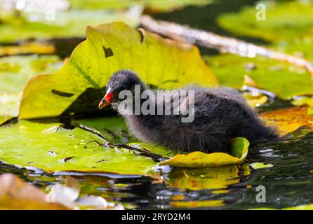 Le poussin de Moorhen 'Gallinula chloropus' pagayant sur les nappes de nénula dans l'étang des jardins botaniques. Mignon bébé pelucheux avec de grands pieds. Dublin, Irlande Banque D'Images