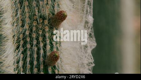 Un cactus colonnaire (cactus torche argent) avec des toiles d'araignée et d'autres signes révélateurs que le cactus est infesté d'acariens. Banque D'Images