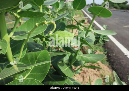 Géant calotropis Indien Wildeflower Wilkweed aussi herabl ou plante médicinale poussant principalement sur le bord de la route et sacré en Inde. AAK ou Akada usine également kn Banque D'Images