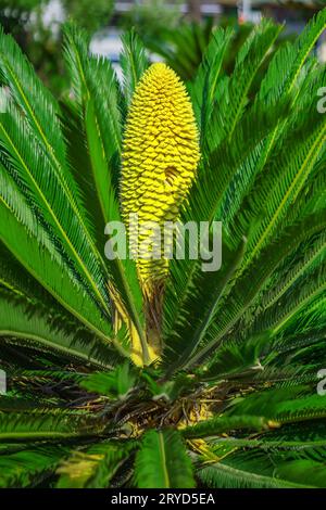 Palmier sagou Banque D'Images