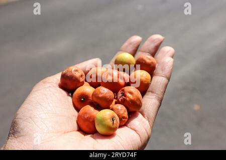 BER ou Bora fruits en tas, connus sous le nom de prune indienne ou baies de jujube. Plumé dans le village du bord de la route Banque D'Images