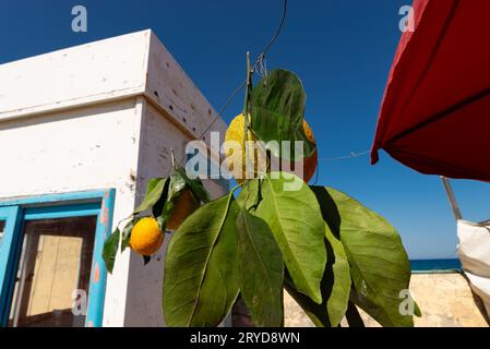 Oranges fraîches accrochées au stand de vender à Héraklion, Grèce. Banque D'Images