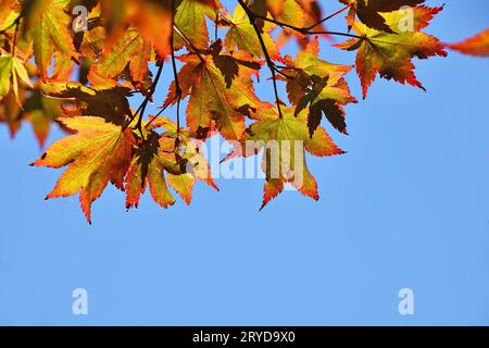 Fermer en rouge et jaune acer feuilles sur ciel bleu Banque D'Images