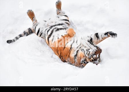 Tigre de Sibérie jouant dans la neige blanc hiver Banque D'Images