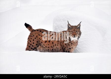 Close up full length lynx boréal en hiver neige Banque D'Images