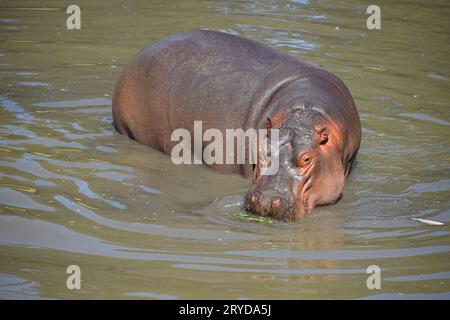 Un hippo nage et marche dans l'eau Banque D'Images