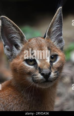 Close up portrait of baby caracal chaton Banque D'Images