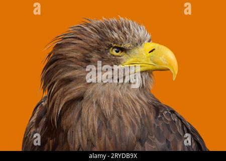 Close up portrait of white tailed eagle Banque D'Images