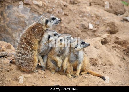 Portrait de famille suricates looking away Banque D'Images